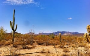 organ-pipe-cactus-national-monument-phoenix-arizona-united-states